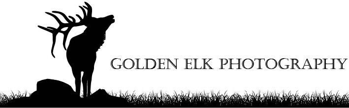 Golden Elk Photography